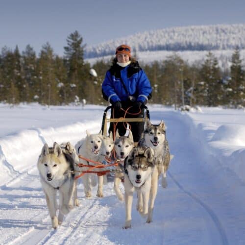 slitta-trainata-da-husky-lapponia