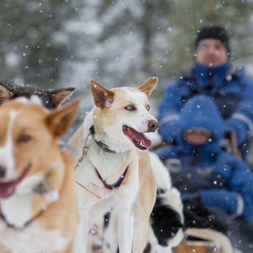 Lapponia-con-slitta-trainata-da-Husky