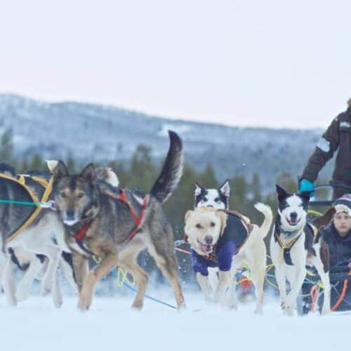 tour-in-slitta-trainata-da-husky-norvegia