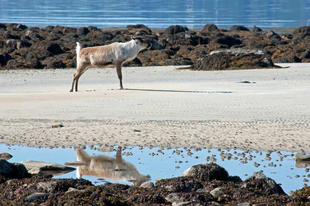 natura a tromso renna