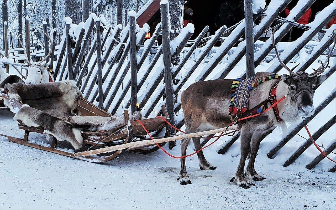 Slitta di Babbo Natale con la Renna