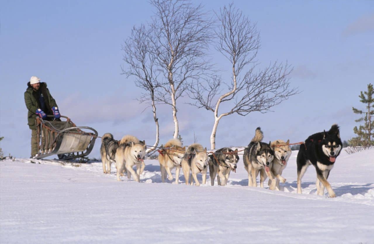 slitta con Husky Nord Europa