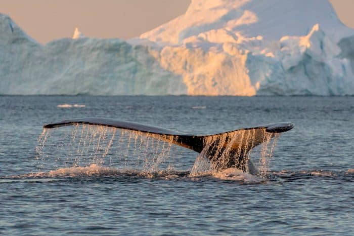 Avvistamento Balene tromso