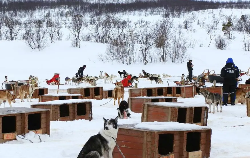 safari-con-cani-husky-con-le-slitte-sulla-neve9