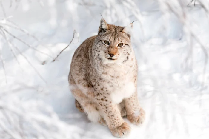 Rovaniemi Evasione d’Inverno